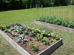 Cover photo for Mount Vernon Community Garden