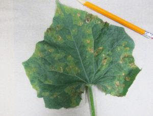 Cover photo for Cucumber Downy Mildew Confirmed in Buncombe County