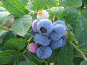 Cover photo for Blueberry Workshop