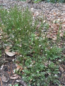 Hairy Bittercress