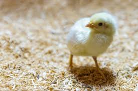 Cover photo for 4-H Chicken Embryology Online Project