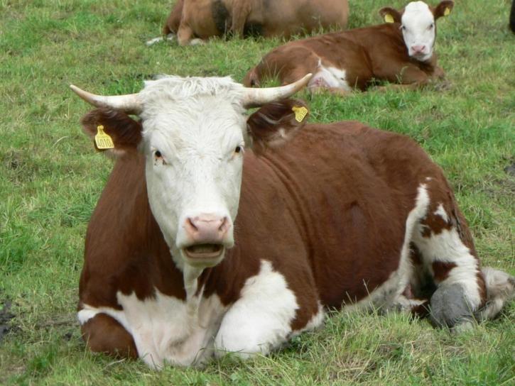 Red and white cow