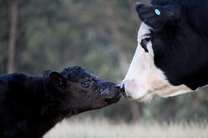Cover photo for 2021 Dairy Beef Feeder Calf Program Registration