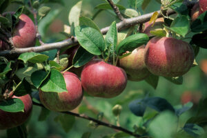 Cover photo for Avery County Apple Grafting Class