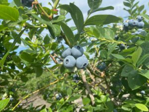 Cover photo for Sharing the Harvest: Gleaning Blueberries for the Food Bank of Central and Eastern NC