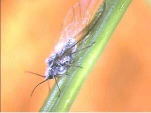 Cover photo for 2024 Balsam Twig Aphid Farm Demonstration (Bill Beuttell’s Farm)