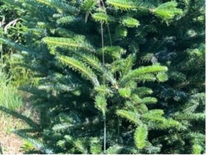 Damaged foliage from BTA